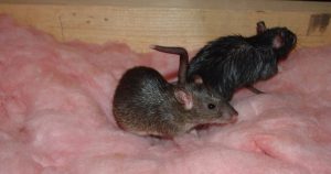 Mouse Control Myths in the Pest Control Industry: Debunking Common Misconceptions