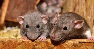 Mouse Control Myths in the Pest Control Industry: Debunking Common Misconceptions