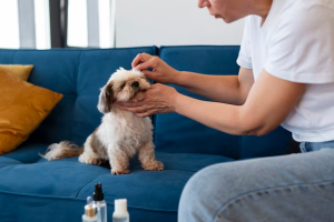 Why Are Online Vendors The Most Favorable To Buy CBD For Dogs?